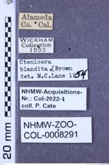 Etiketten zu Tesolasomus blanditus (Brown, 1936) (NHMW-ZOO-COL-0008291)